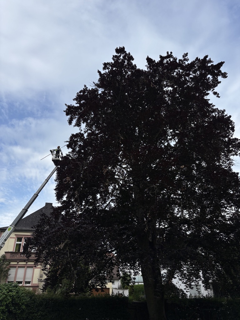 F234E4D4 122F 40F5 B809 DEBA4F4852E7 1 105 c